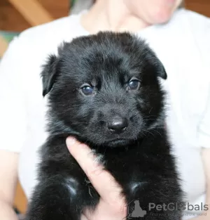 Photo №3. Black german shepherd puppies. Russian Federation