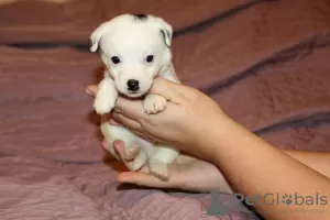 Additional photos: Jack Russell Terrier puppies