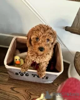 Photo №3. Beautiful Cavapoo Puppies,. United Arab Emirates