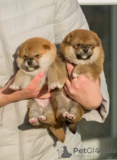 Photo №2 to announcement № 125864 for the sale of shiba inu - buy in Belarus from nursery