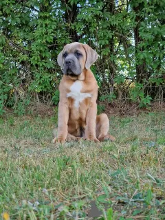 Photo №3. Cane Corso (FCI). Poland