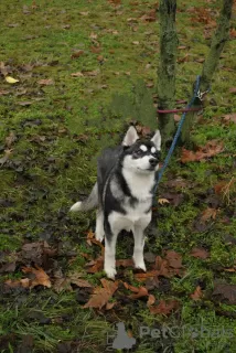 Photo №3. Husky named Mafia. Ukraine