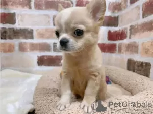 Photo №2 to announcement № 123078 for the sale of chihuahua - buy in Portugal 