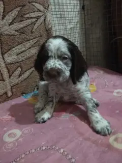 Photo №3. Booking a Russian Spaniel puppy. Ukraine