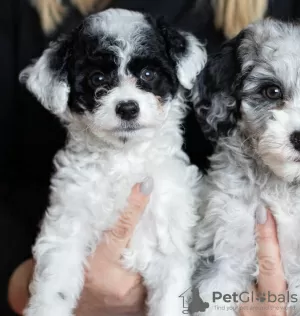 Additional photos: chiots disponibles pour le relogement