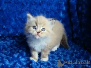 Photo №1. ragdoll - for sale in the city of Zele | Is free | Announcement № 129688