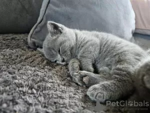 Photo №2 to announcement № 125396 for the sale of british shorthair - buy in Germany private announcement