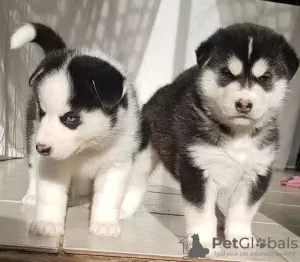 Photo №3. Stunning Pure Siberian Husky Pups. Netherlands