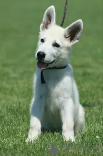 Photo №3. White Swiss Shepherd puppies. Serbia