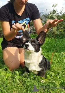 Additional photos: Cardigan Welsh Corgi babies