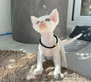 Photo №2 to announcement № 128267 for the sale of devon rex - buy in Germany private announcement, breeder