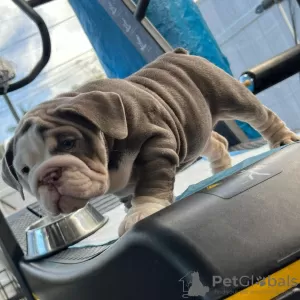 Photo №1. english bulldog - for sale in the city of Hong Kong | Is free | Announcement № 58091