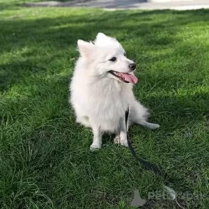 Additional photos: Japanese Spitz puppies