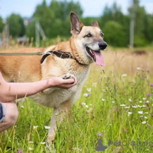 Additional photos: Well-mannered and comfortable dog for life