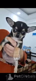 Additional photos: Mini Chihuahuas