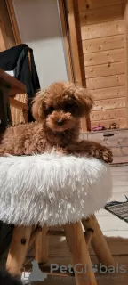 Additional photos: Toy poodle