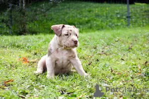 Additional photos: American Bully pocket merle