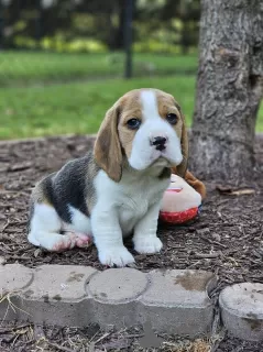 Additional photos: Beagle puppies for adoption