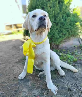 Photo №1. labrador retriever - for sale in the city of Москва | 400$ | Announcement № 45060