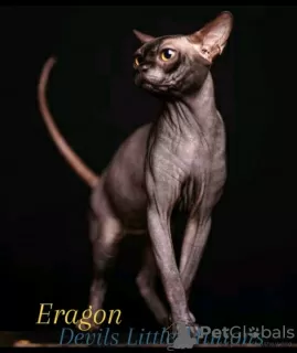 Additional photos: Sphynx Show Quality and for Breeding Black Kitten