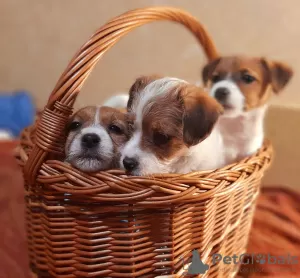 Photo №1. jack russell terrier - for sale in the city of Nikolaev | negotiated | Announcement № 9853