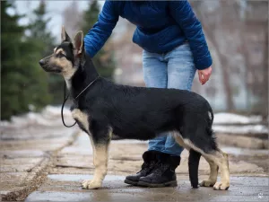 Photo №1. east-european shepherd - for sale in the city of Можга | 566$ | Announcement № 6131