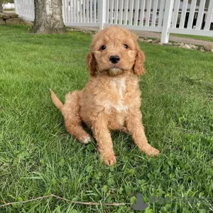 Photo №1. labradoodle - for sale in the city of Gouvia | 370$ | Announcement № 65067