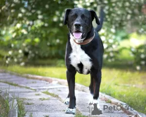 Photo №4. I will sell american staffordshire terrier in the city of Александров. private announcement - price - Is free