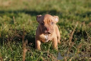 Photo №4. I will sell american bully in the city of Krnjevo. breeder - price - negotiated