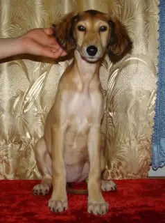 Photo №1. saluki - for sale in the city of Eyes | Negotiated | Announcement № 4064