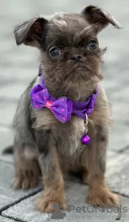 Photo №4. I will sell brussels griffon in the city of Kula. breeder - price - 1057$