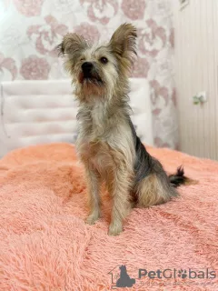 Photo №1. yorkshire terrier - for sale in the city of St. Petersburg | Is free | Announcement № 7852