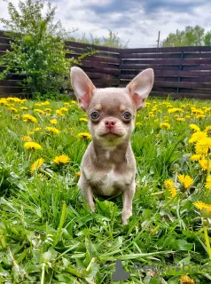 Additional photos: Chihuahua male is open for mating.