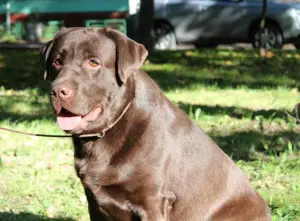 Photo №2. Mating service labrador retriever. Price - negotiated