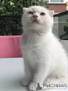 Photo №3. Scottish fold cat. Turkey