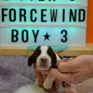 Additional photos: FCI Kennel Forcewind / English Springer spaniel /