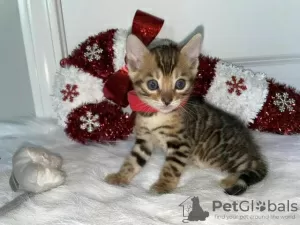 Photo №1. bengal cat - for sale in the city of Berlin | Is free | Announcement № 126382