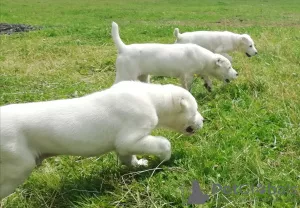 Photo №2 to announcement № 7329 for the sale of central asian shepherd dog - buy in Russian Federation breeder