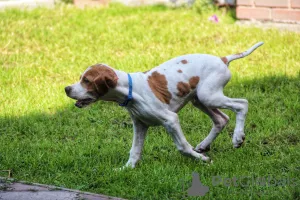 Additional photos: English pointer puppies.