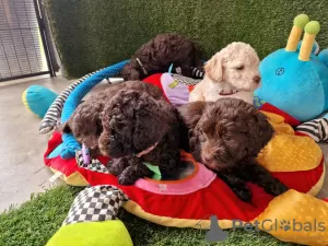 Additional photos: Australian Labradoodle