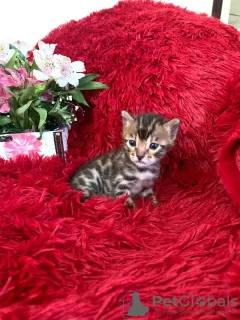 Additional photos: Bengal kittens