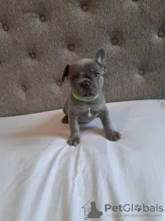 Photo №4. I will sell french bulldog in the city of New York. private announcement - price - 600$