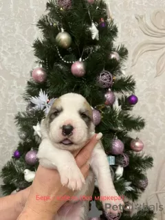 Additional photos: Puppies of the Central Asian Shepherd Dog