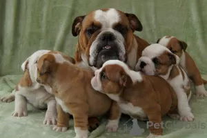 Photo №1. english bulldog - for sale in the city of Sydney | 350$ | Announcement № 56170