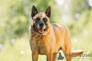 Photo №1. malinois - for sale in the city of Москва | Is free | Announcement № 59710