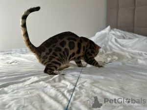 Additional photos: Gorgeous Bengal boy for breeding