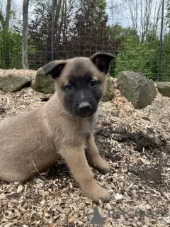 Photo №3. belgain Shepherd puppies for sale. Saudi Arabia