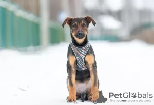 Photo №4. I will sell non-pedigree dogs in the city of Москва. private announcement - price - Is free