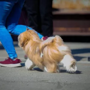 Additional photos: Lhasa apso puppies