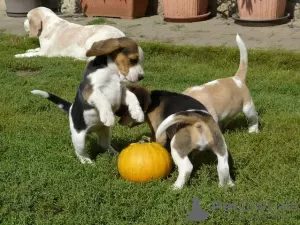 Photo №1. beagle - for sale in the city of Berlin | Is free | Announcement № 126392